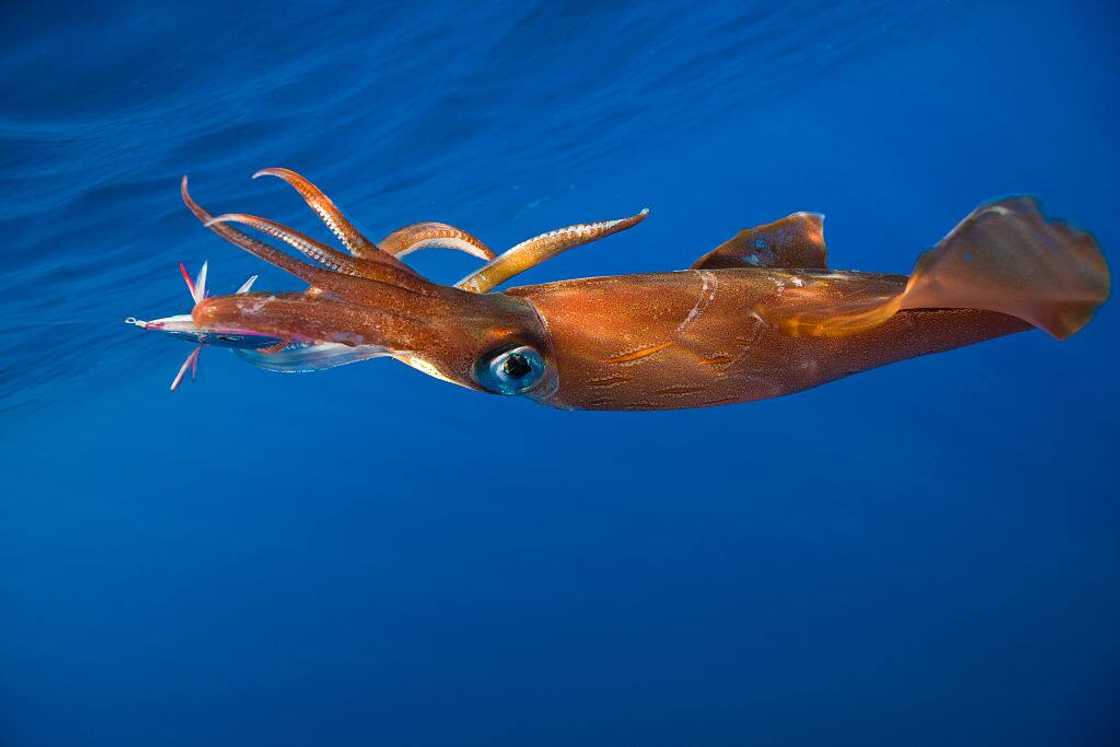 Giant Squid