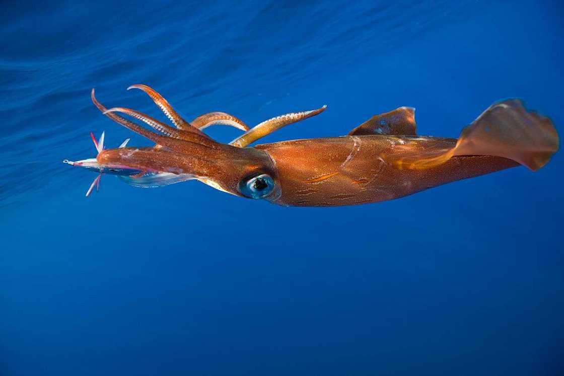 Giant Squid Giant Squid