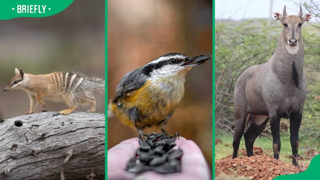 Numbat (L), Nuthatch (C), and Nilgai (R) Numbat (L), Nuthatch (C), and Nilgai (R)