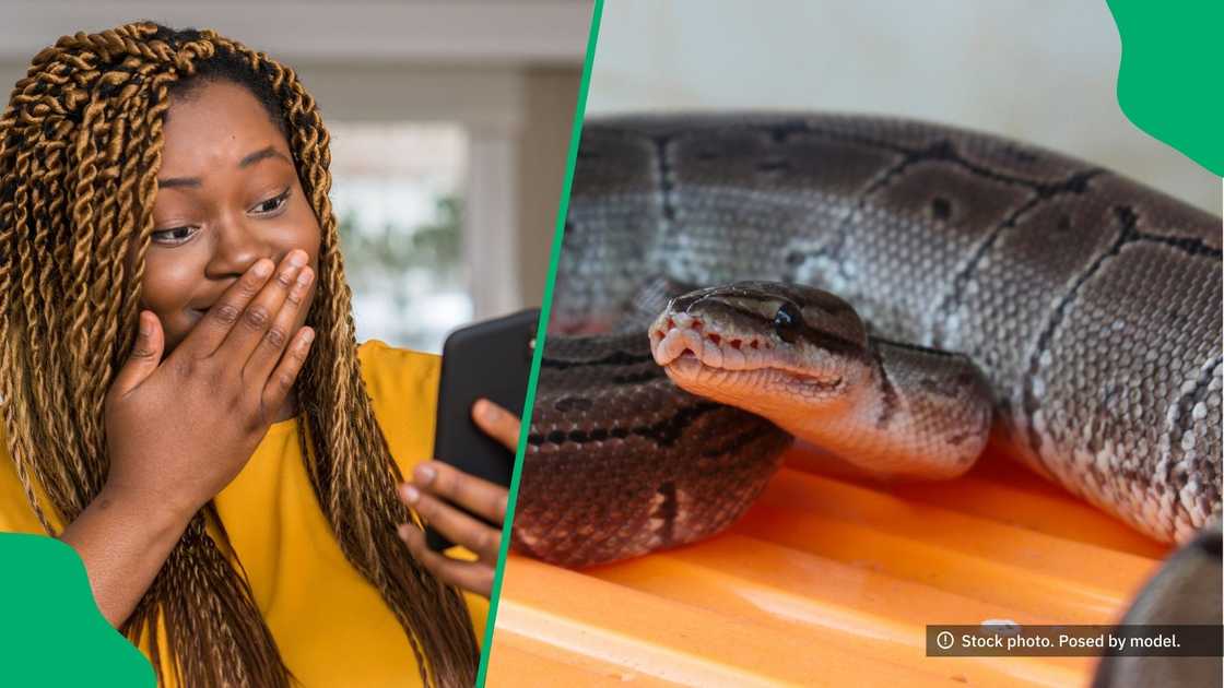 People were surprised to see the size of a snake. People were surprised to see the size of a snake.