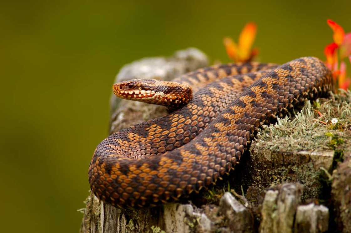 An adder