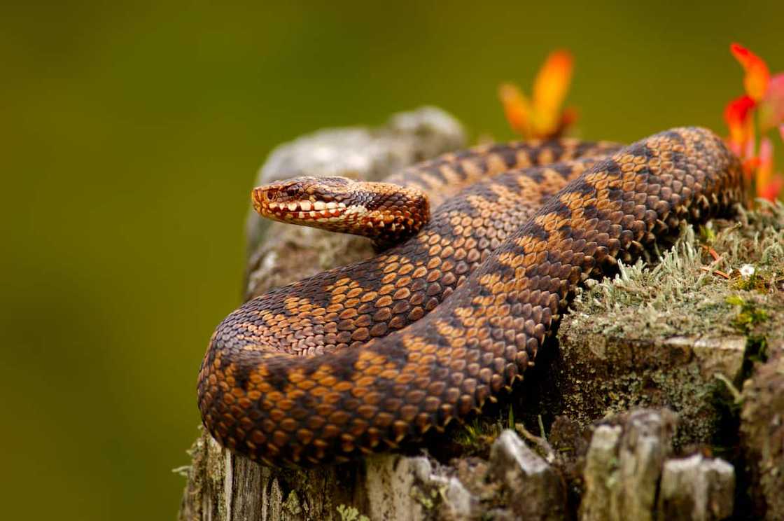An adder An adder