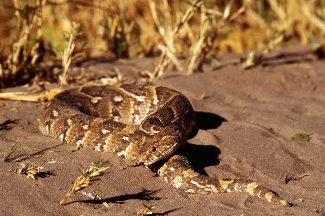 Puff Adder Puff Adder