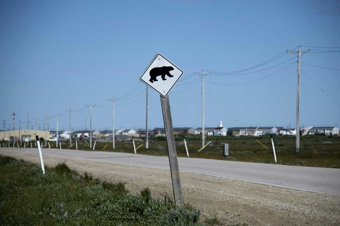 Ice no longer covers the Hudson Bay for as long each winter, forcing polar bears to spend more time on land and nearer to humans Ice no longer covers the Hudson Bay for as long each winter, forcing polar bears to spend more time on land and nearer to humans