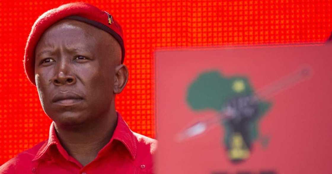 Leader of the EFF Julius Malema Leader of the EFF Julius Malema