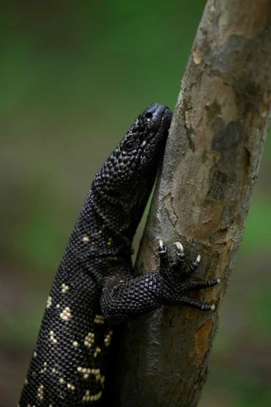The venomous lizard packs a painful bite but is rarely deadly to humans The venomous lizard packs a painful bite but is rarely deadly to humans