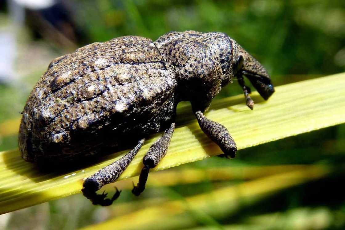 Rare insects Rare insects