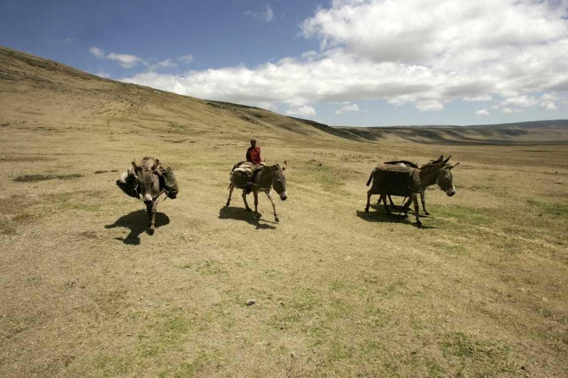 Tanzania has historically allowed indigenous communities such as the Maasai to live within some national parks