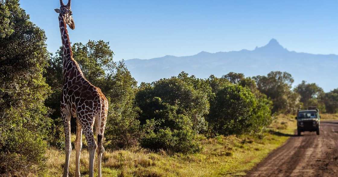 Giraffe killed a toddler