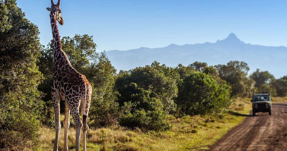 Giraffe killed a toddler Giraffe killed a toddler