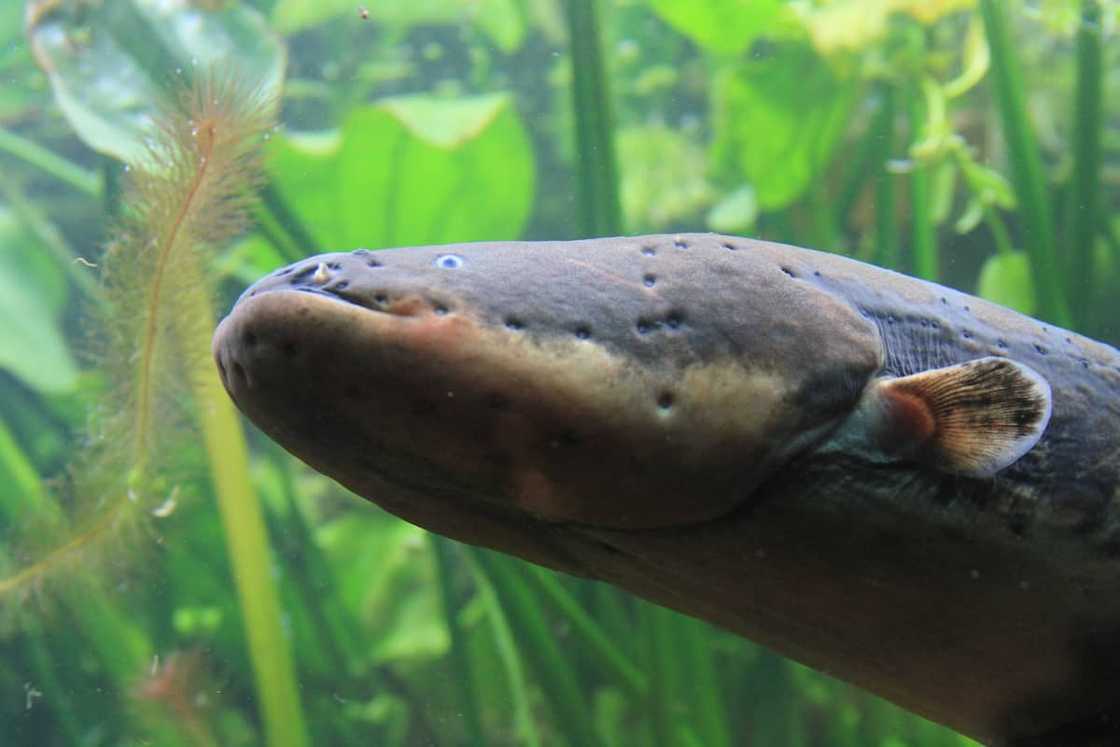 Close up of an electric eel. Close up of an electric eel.