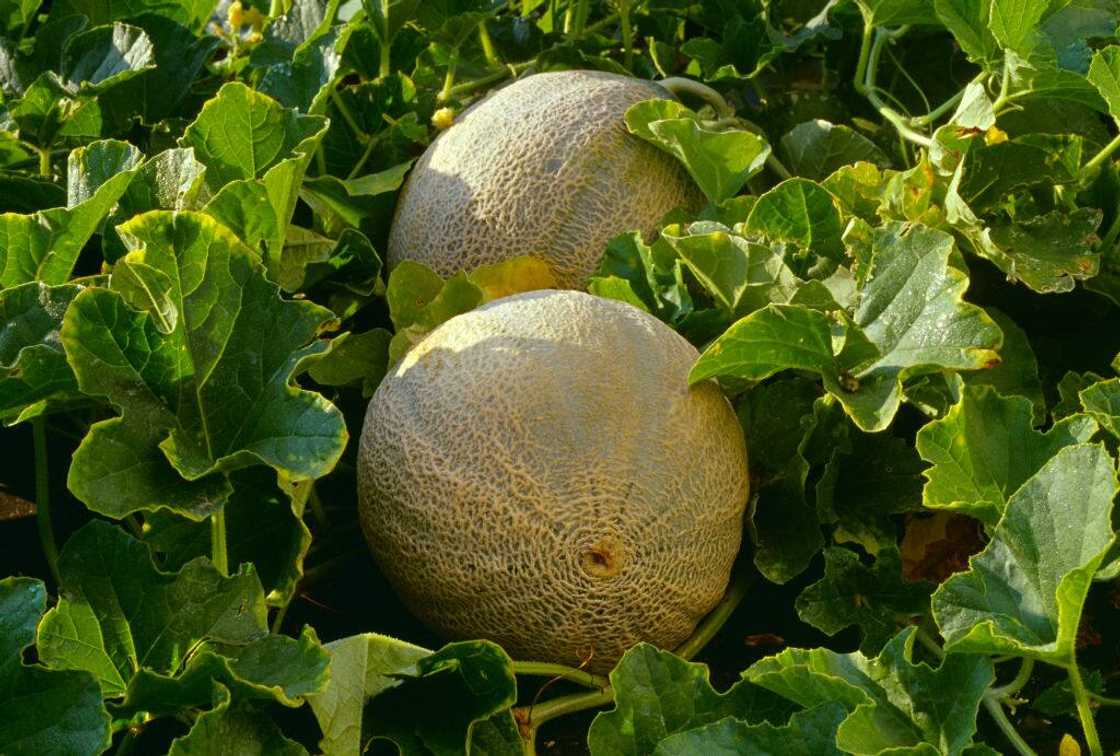 Cantaloupes in the field Cantaloupes in the field