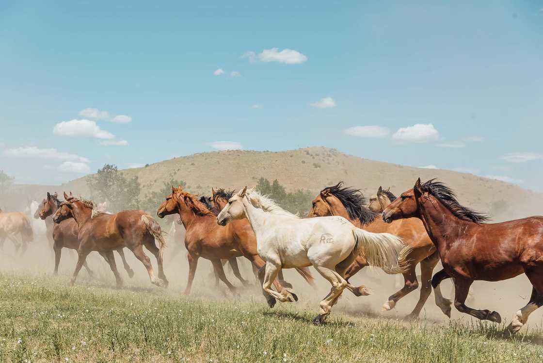 Herd of horses Herd of horses