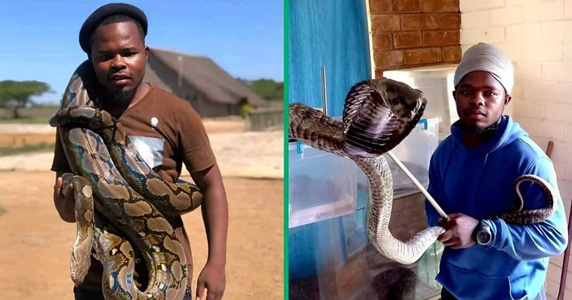 A man showed off his snake collection. A man showed off his snake collection.