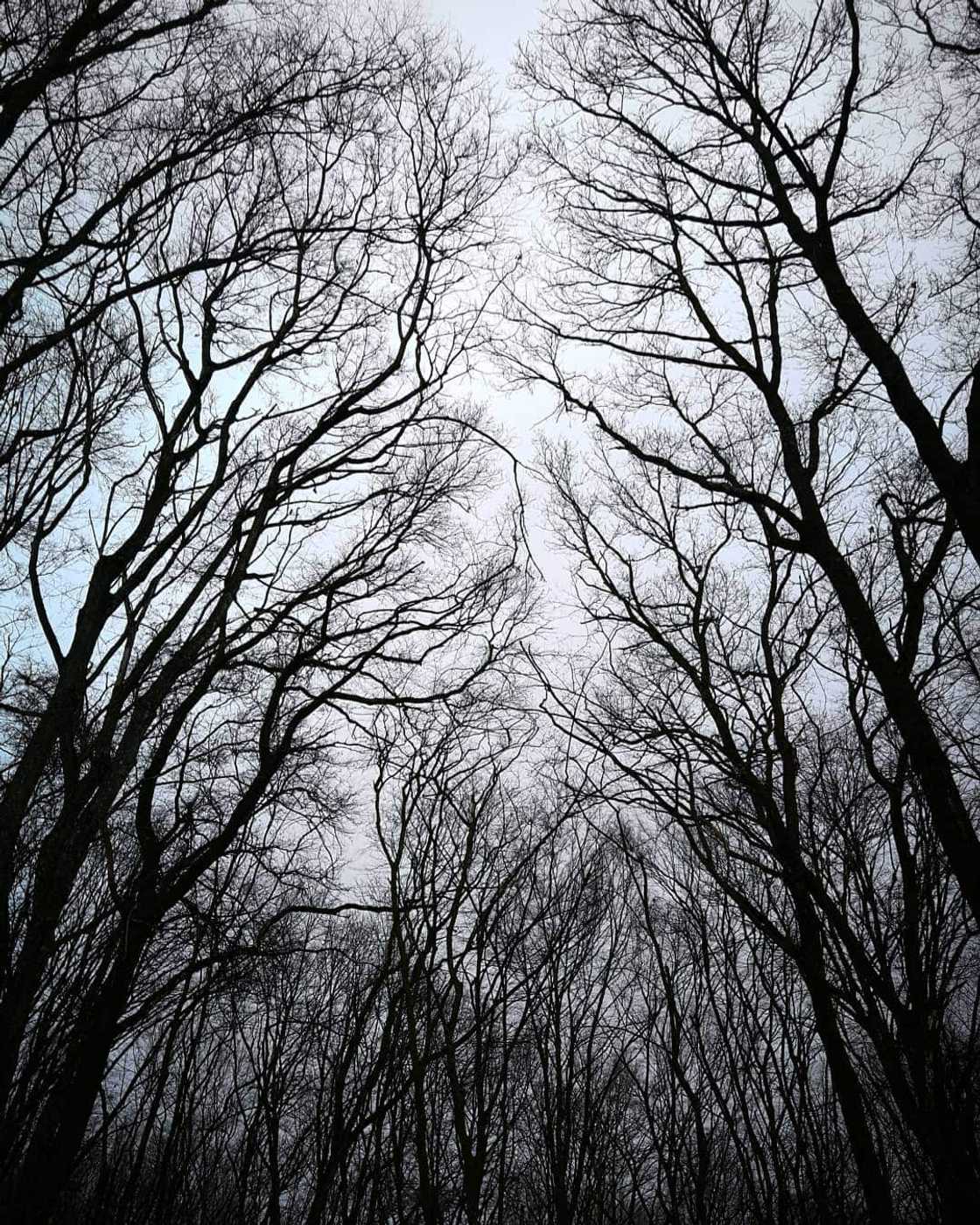 Hoia-Baciu Forest Hoia-Baciu Forest