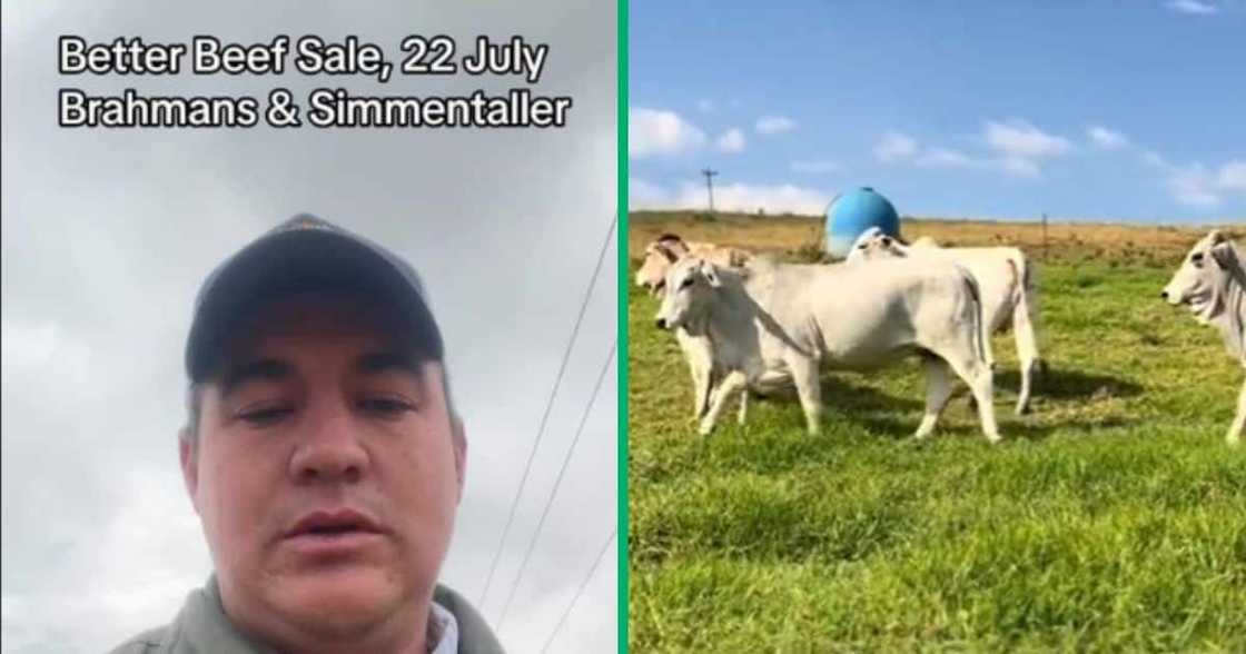 A TikTok video shows two farmers speaking isiZulu to advrtise a cow auction