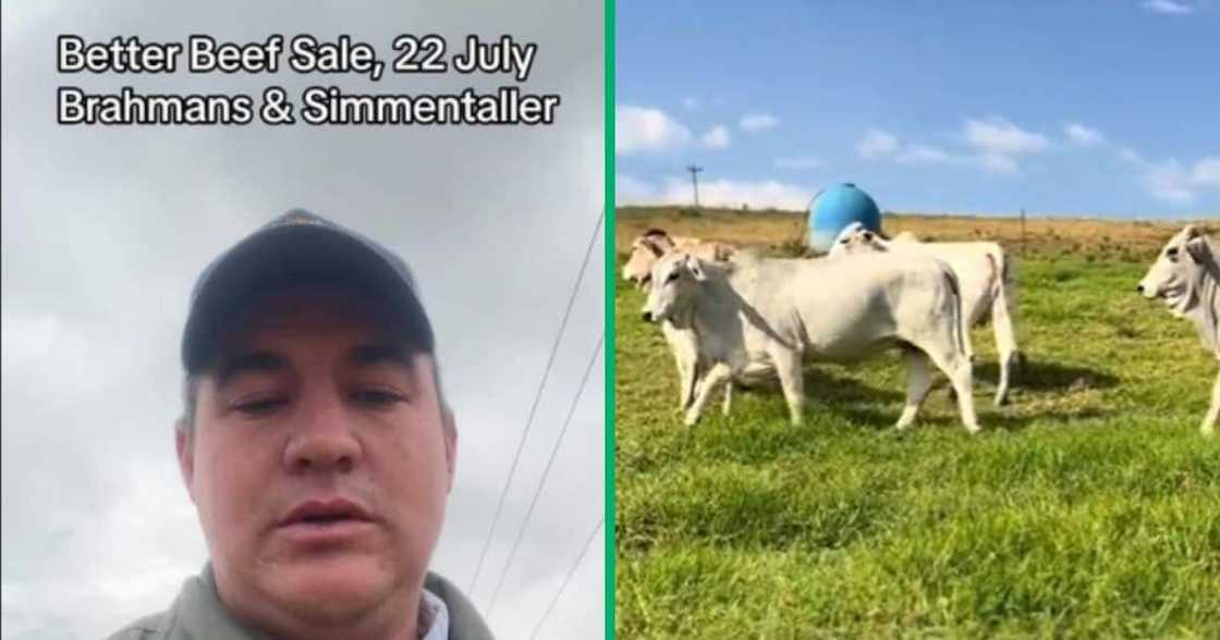 A TikTok video shows two farmers speaking isiZulu to advrtise a cow auction A TikTok video shows two farmers speaking isiZulu to advrtise a cow auction