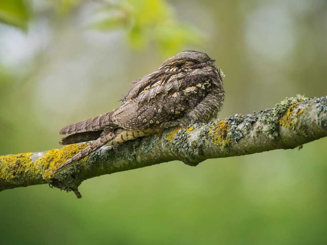 A nightjar on top of a tree