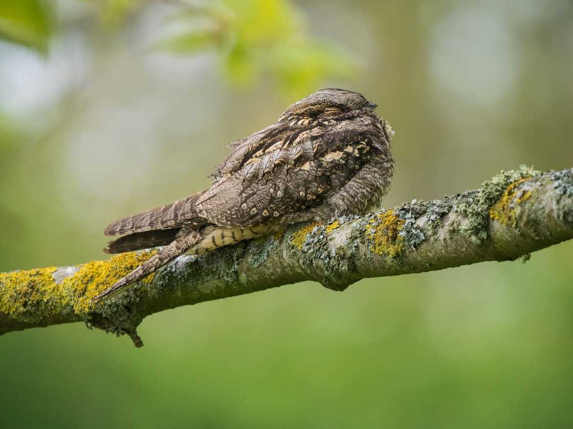 A nightjar on top of a tree A nightjar on top of a tree