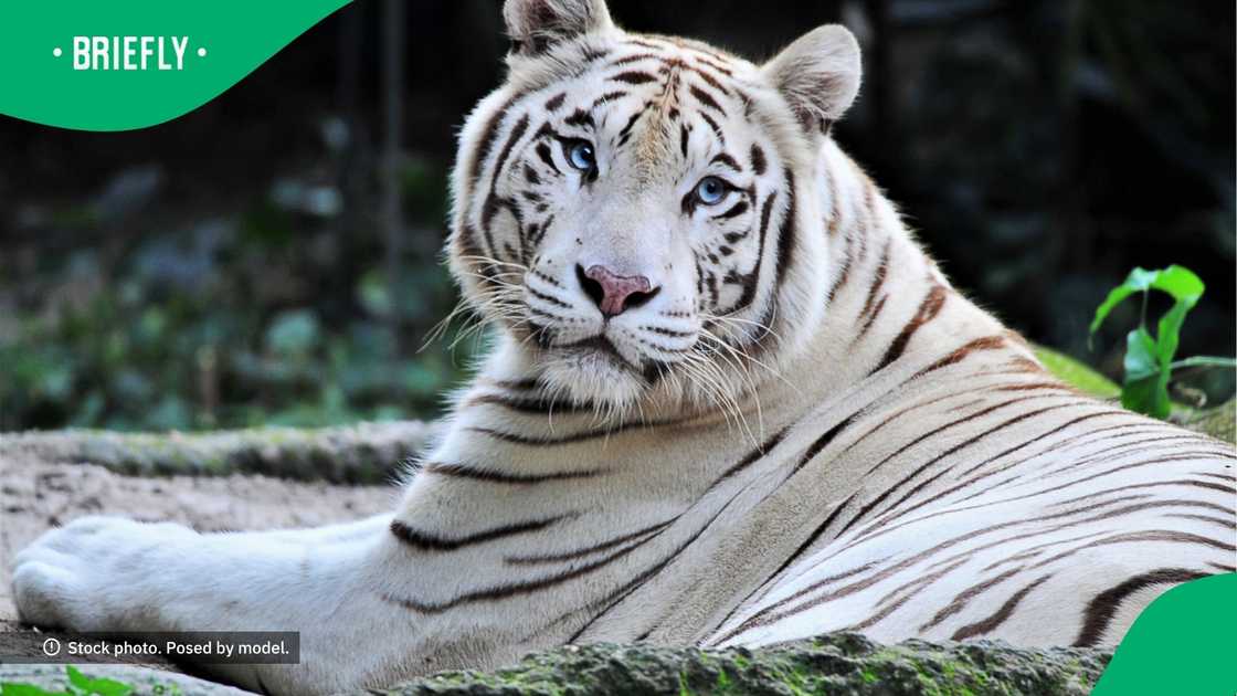 SA shares thoughts on woman bonding with white tiger SA shares thoughts on woman bonding with white tiger