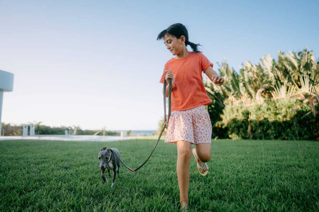 Dog walking job for 12-year-olds