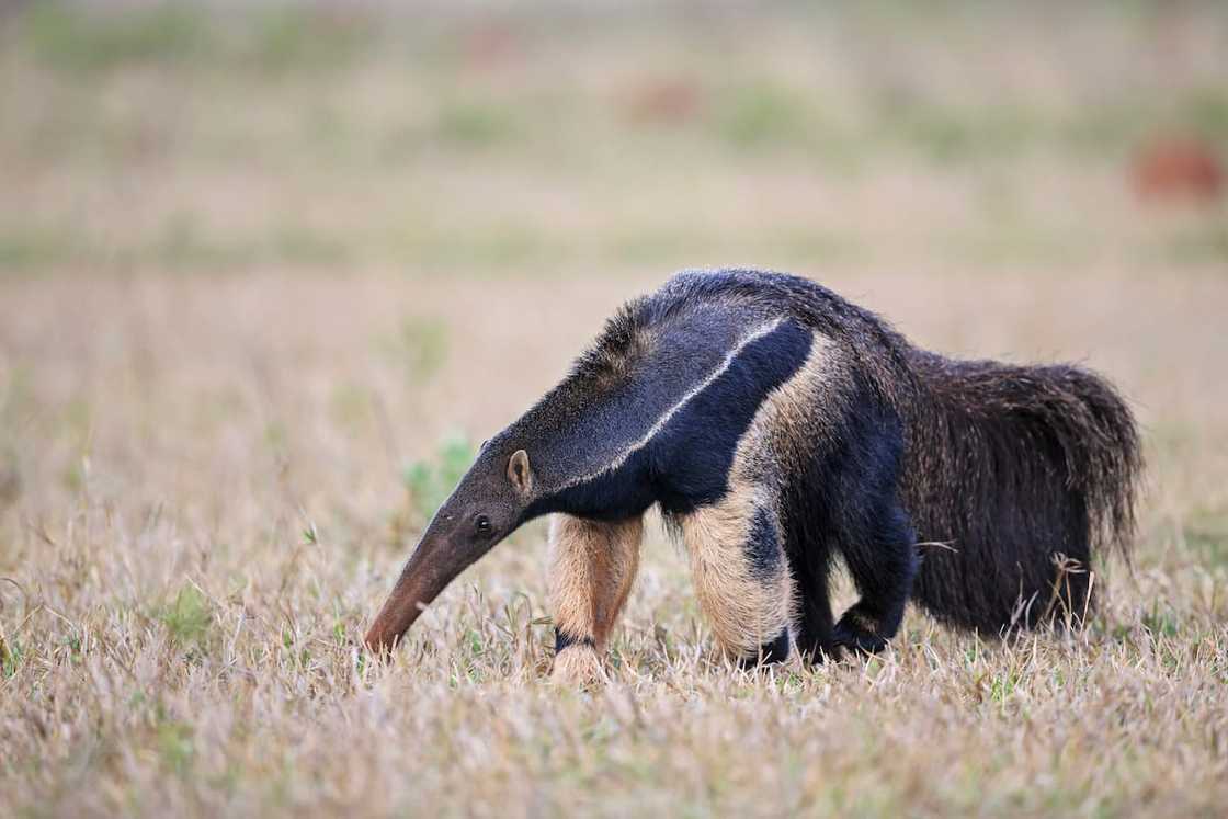 Anteater in Mato Grosso, Brazil Anteater in Mato Grosso, Brazil