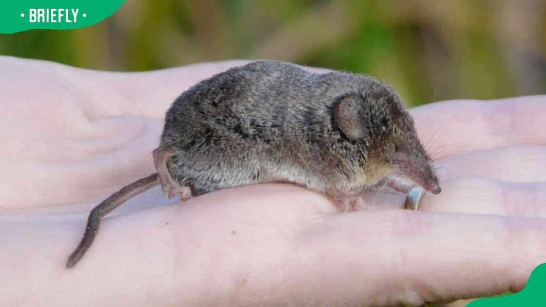 A person holding a Xanthippe's shrew A person holding a Xanthippe's shrew
