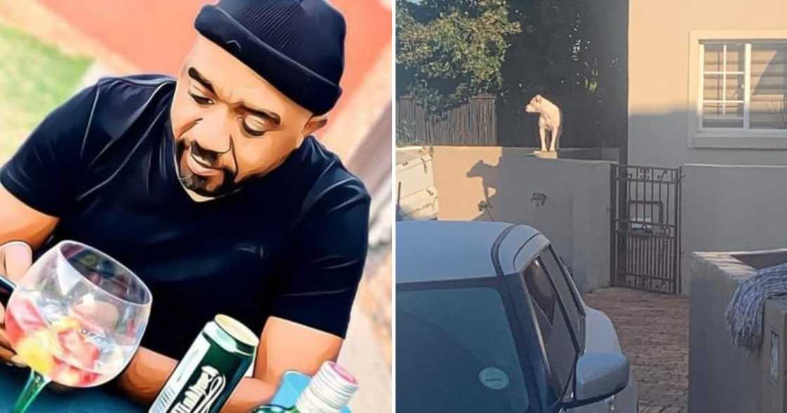 Twitter user @Vongani_B shared pics showing the dog standing on the wall that looks into his garden Twitter user @Vongani_B shared pics showing the dog standing on the wall that looks into his garden