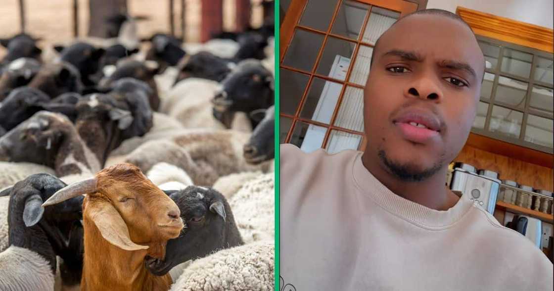 A South African farmer's sheep and goats were stolen by thieves