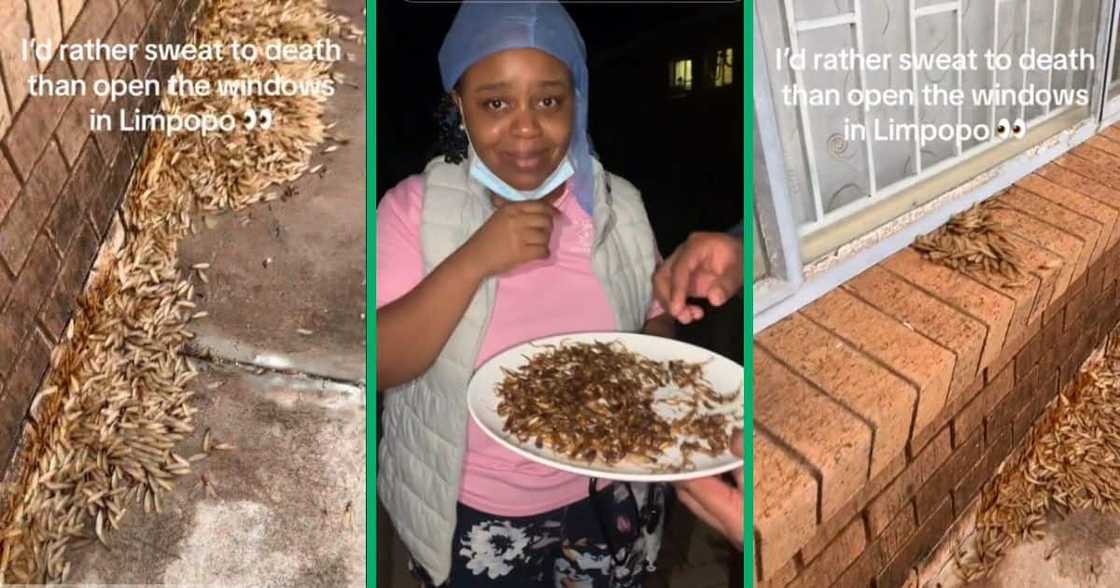 Limpopo woman's home covered in flying ants Limpopo woman's home covered in flying ants