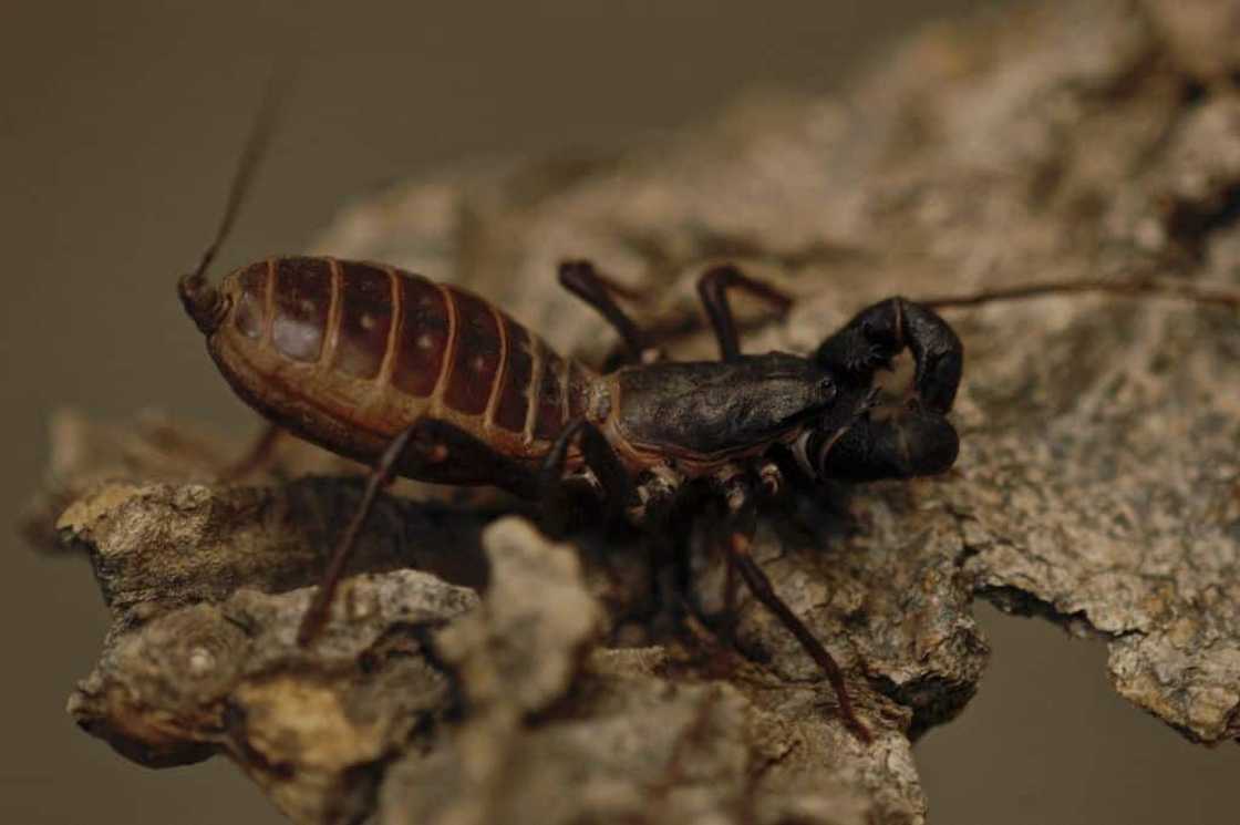 A gigantic vinegaroon A gigantic vinegaroon