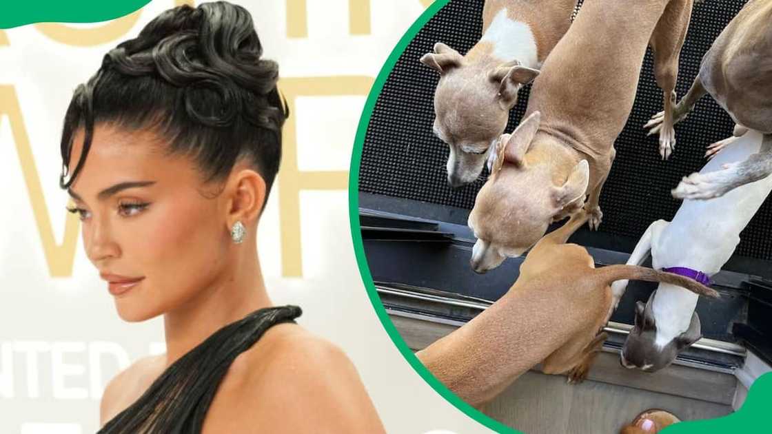 Kylie Jenner during the 2022 CFDA Fashion Awards (L). Kristen's dogs having a good time (R) Kylie Jenner during the 2022 CFDA Fashion Awards (L). Kristen's dogs having a good time (R)