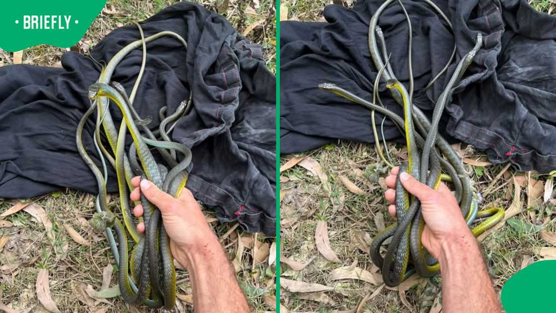 Snake catcher finds multiple snakes in ceiling