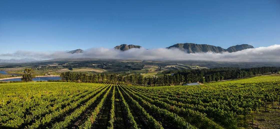 things to do in Hermanus