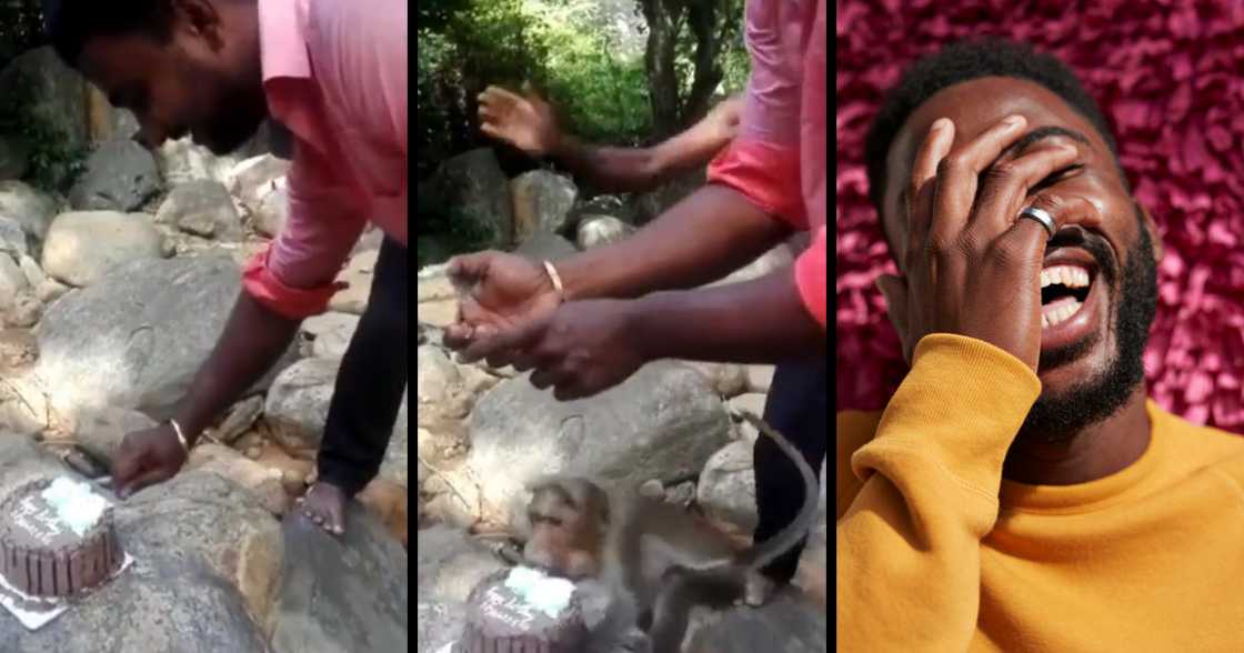 Monkey, birthday, cake, steals, theft, jungle, trees, nature Monkey, birthday, cake, steals, theft, jungle, trees, nature