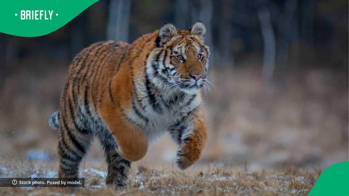 Tiger attacks veterinarian in TikToK video
