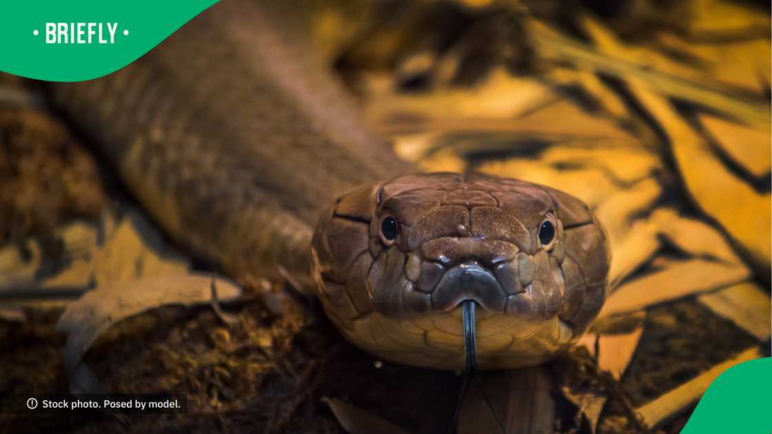 Netizens thought the snake was either a cobra or a python Netizens thought the snake was either a cobra or a python