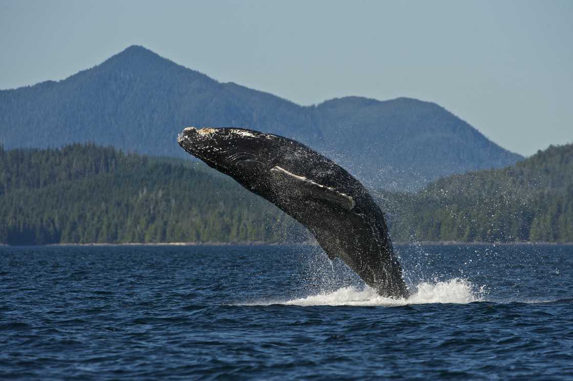 Humpback whale in South West Alaska