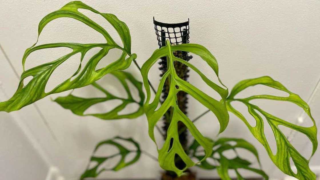 A Monstera obliqua Peru plant in a fancy planter