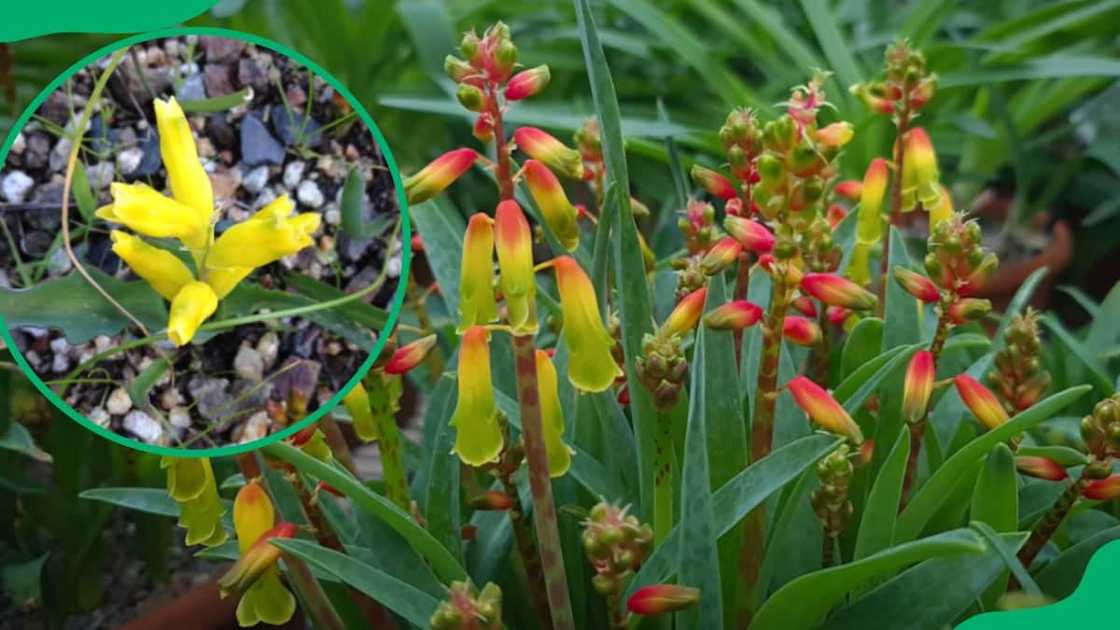 most beautiful flowers in South Africa most beautiful flowers in South Africa