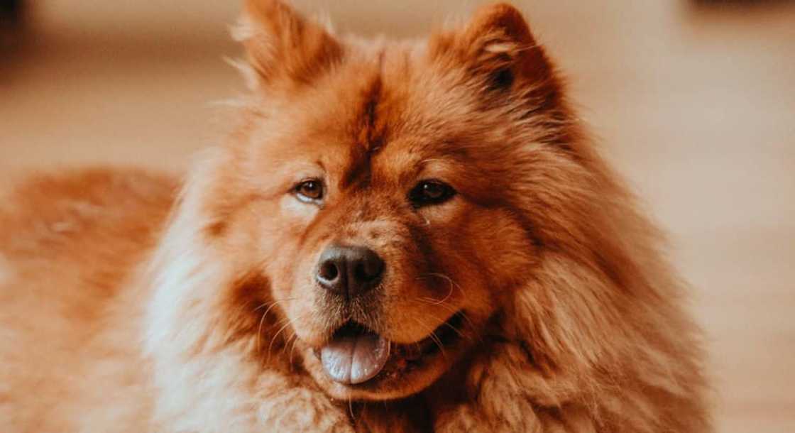 Most expensive dogs Most expensive dogs
