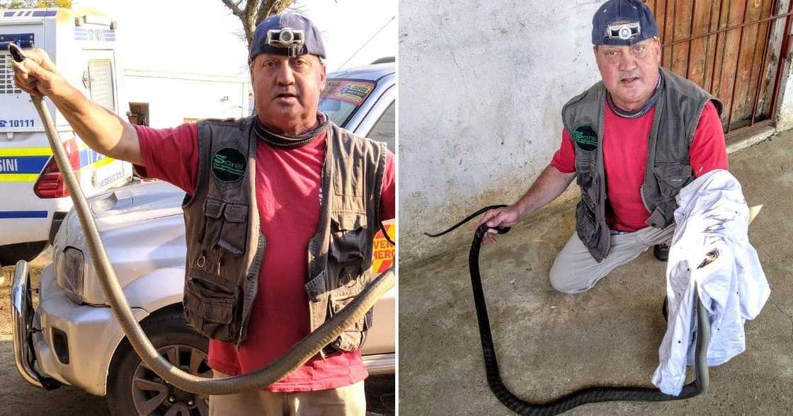 Sarel van der Merwe black mamba Sarel van der Merwe black mamba