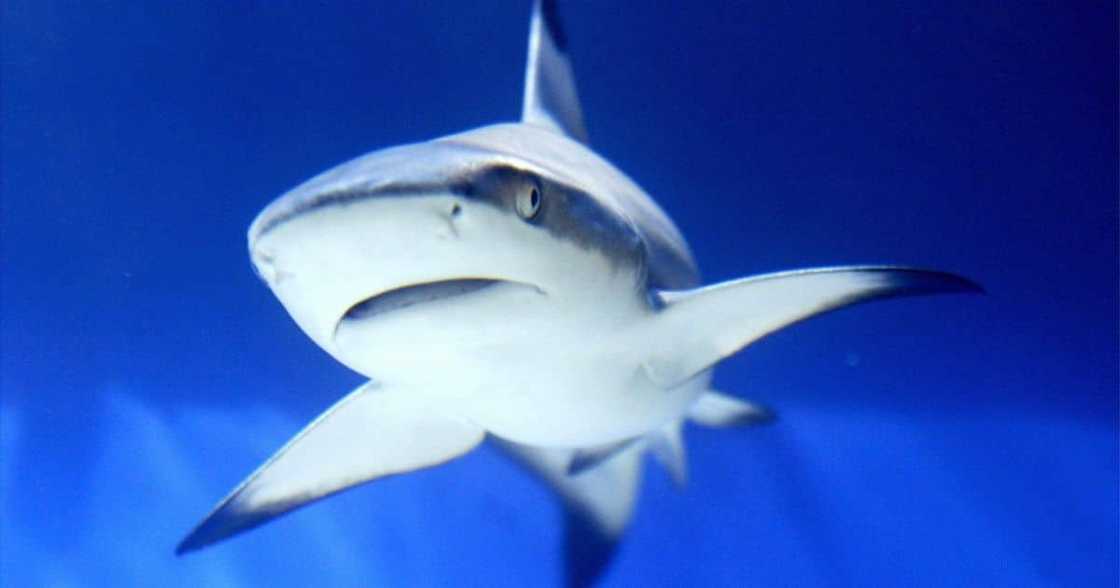 Fact Check, No, shark, not stolen, debunked Fact Check, No, shark, not stolen, debunked