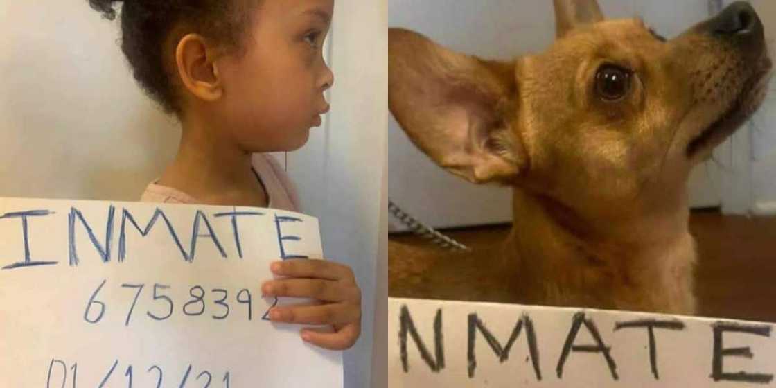 Parents Make Mischievous Kid & Dog Take Mugshots, the Results Are Hilarious Parents Make Mischievous Kid & Dog Take Mugshots, the Results Are Hilarious