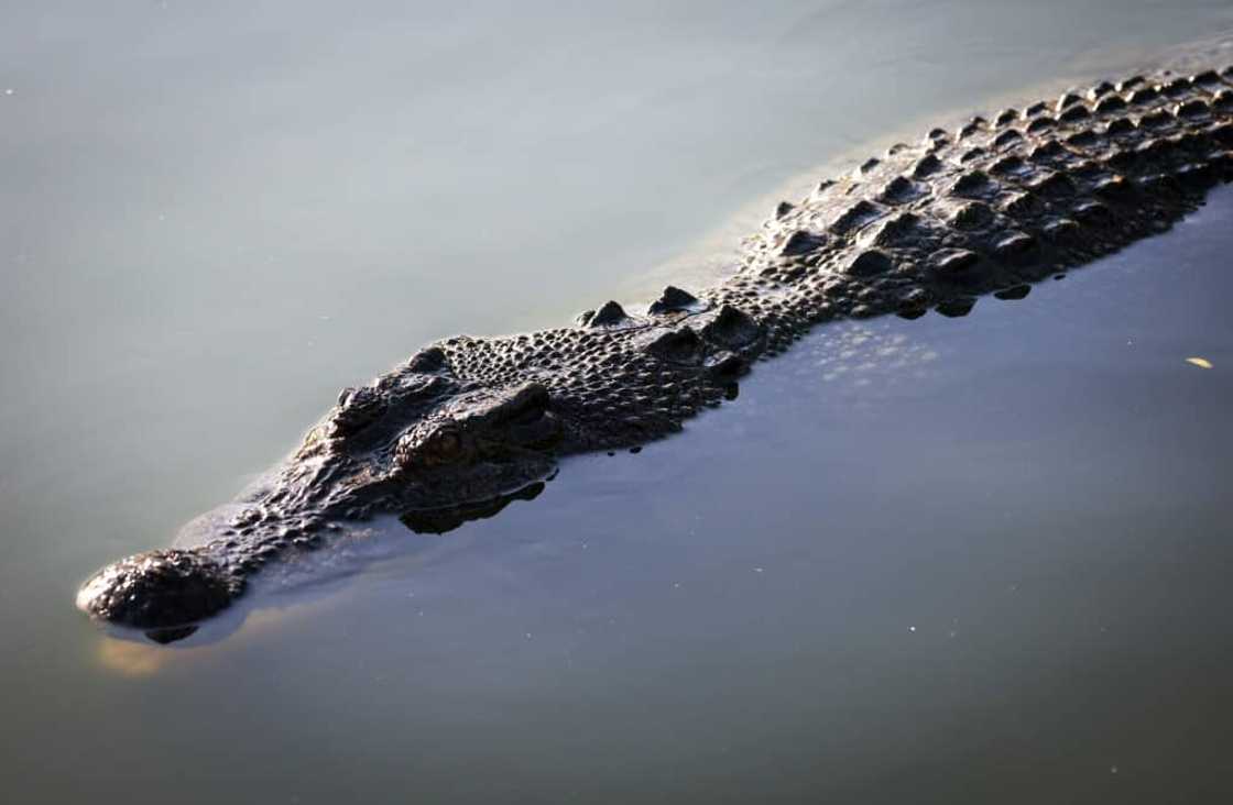 Over 100,000 'salties', which can grow over six metres long, now hunt along the coasts, rivers and wetlands of the continent's far north Over 100,000 'salties', which can grow over six metres long, now hunt along the coasts, rivers and wetlands of the continent's far north