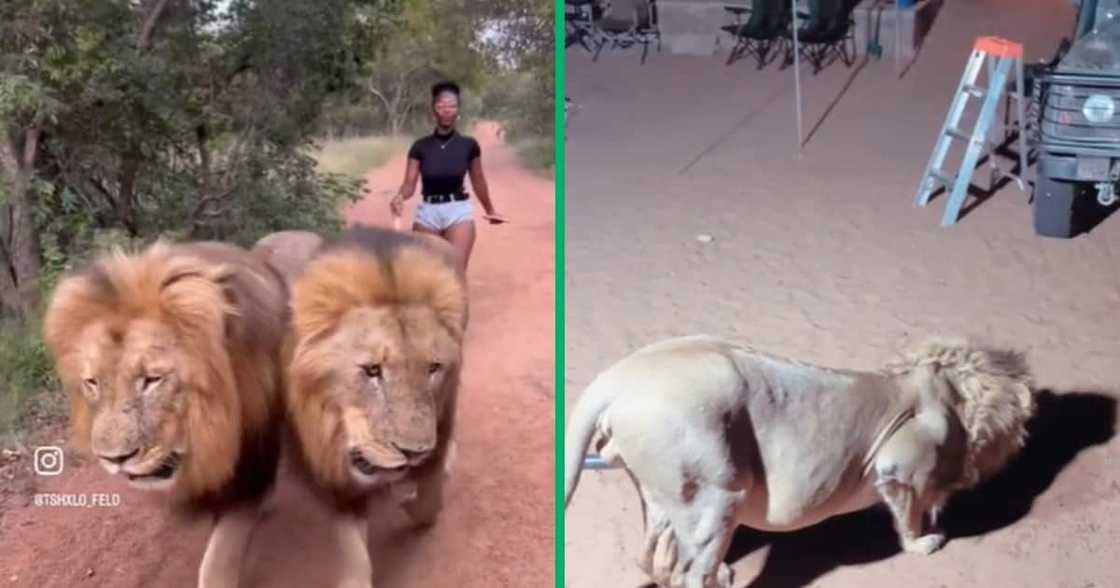 Africa has produced some of the most wild, hilarious and absolute insane viral animal stories in 2023