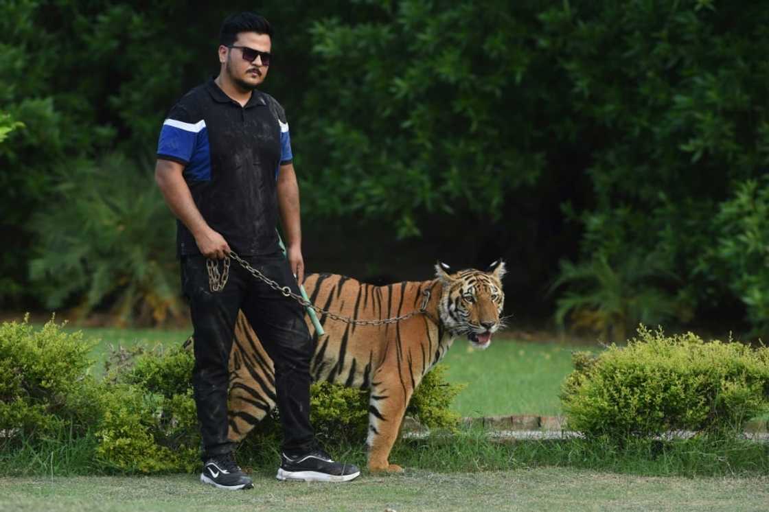Animal collector Nouman Hassan, seen here with his pet tiger on August 4, says he will 'try to buy two to three lions for sure' Animal collector Nouman Hassan, seen here with his pet tiger on August 4, says he will 'try to buy two to three lions for sure'