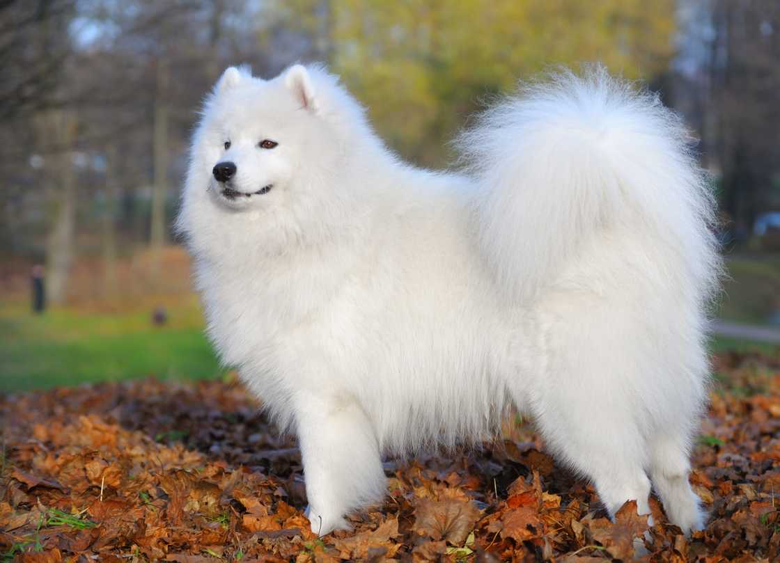 White fluffy Samoyed dog in Autumn.