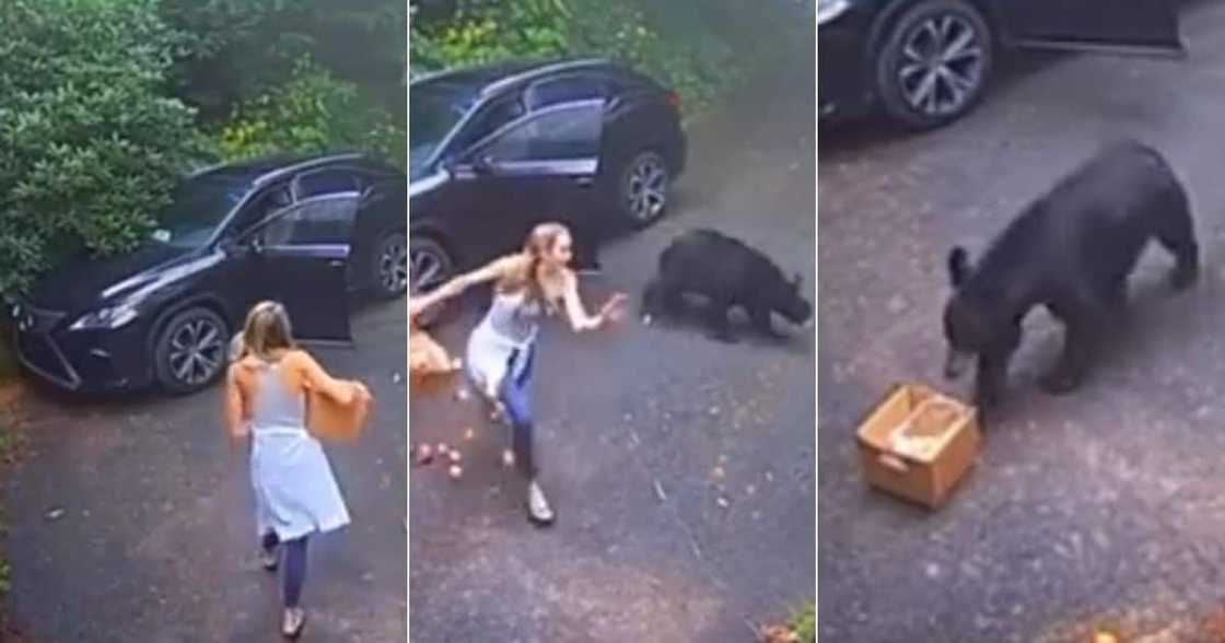 bear, car, scare lady, fruit, funny bear, car, scare lady, fruit, funny