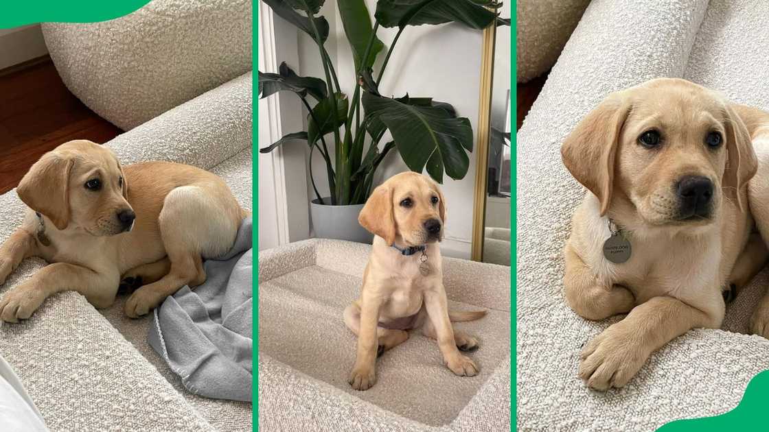 Ella Cervetto's dog Maisie